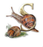 Snail