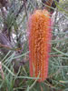 Banksia