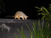Possum