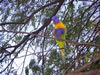 Rainbow Lorikeet